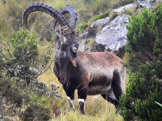 Walia Ibex a species of wild goat found only in the Ethiopian.