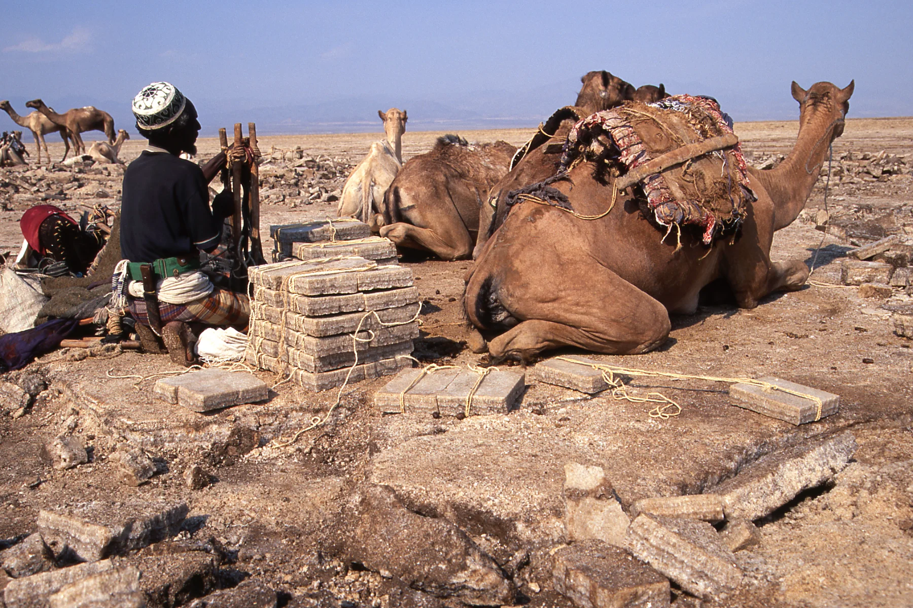 Camel Caravan in the Danakil desert, dallo Afar